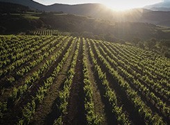 IGP Vaucluse/Méditerranée