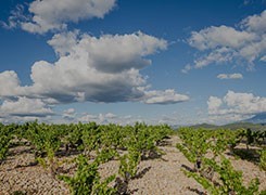 Vin Doux Naturel Rasteau