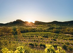 Beaumes-de-Venise - Muscat