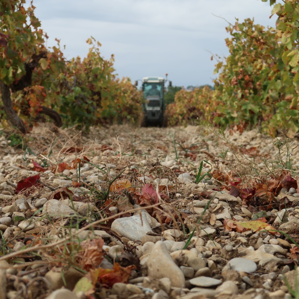 Nos artisans vignerons s'engagent : Anthony Gaumon