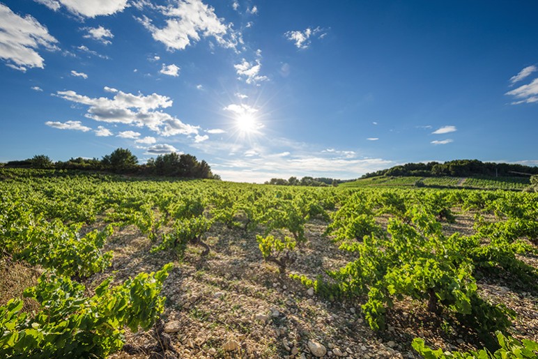 A la découverte de Rasteau