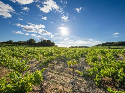 A la découverte de Rasteau
