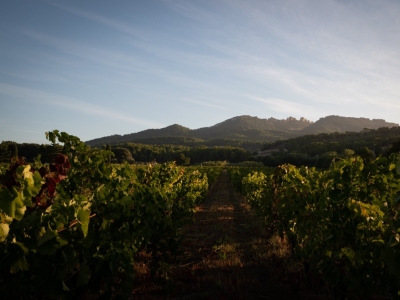 A la découverte de Vacqueyras